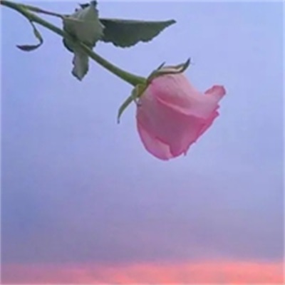 简单的花草微信头像(精选36张)