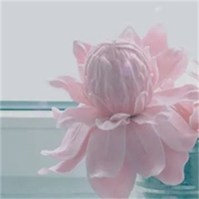 简单的花草微信头像(精选36张)