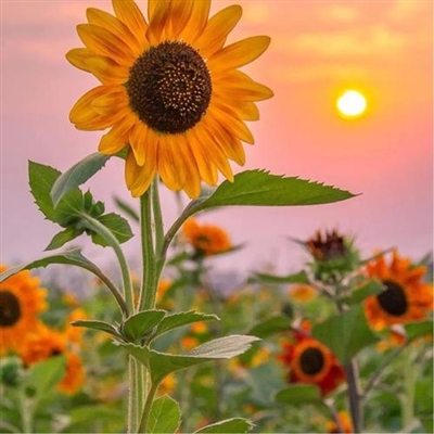 2023年最漂亮的图片(24张)