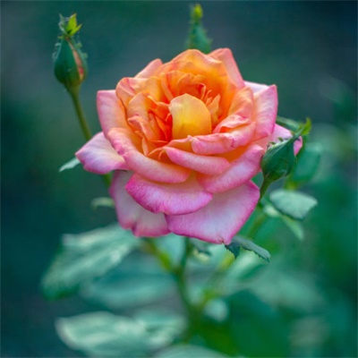 能带来幸运招财头像女(精选20张)