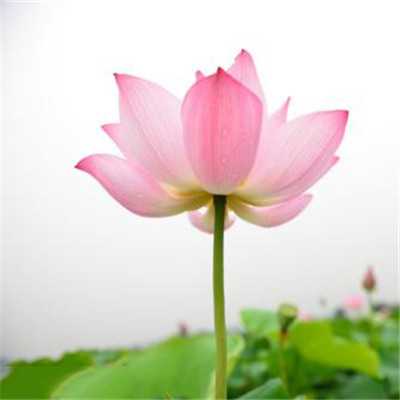 女人招财的微信头像图片高清(精选20张)