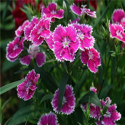 风景带花的微信头像图片大全(精选24张)