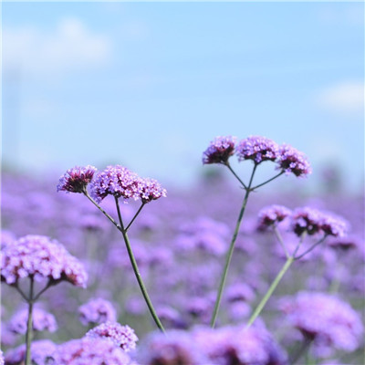 风景带花的微信头像图片大全(精选24张)