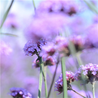 风景带花的微信头像图片大全(精选24张)