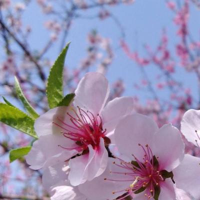 风景带花的微信头像图片大全(精选24张)