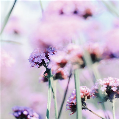 风景带花的微信头像图片大全(精选24张)