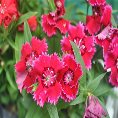 风景带花的微信头像图片大全(精选24张)