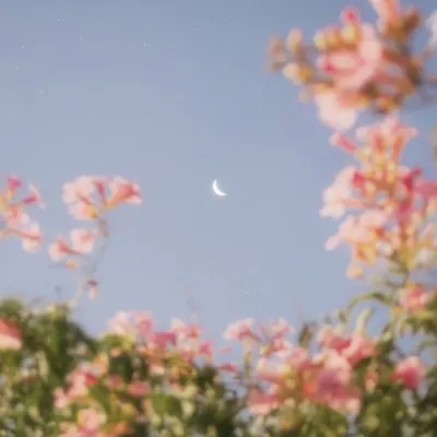 四十岁女人淡雅气质头像(24张)