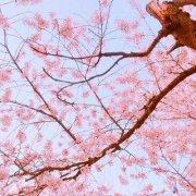 四十岁女人淡雅气质头像(24张)