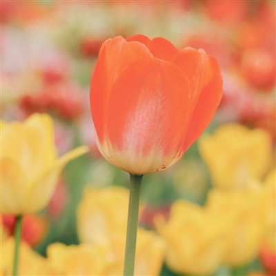 2023年头像图片大全免费(精选24张)