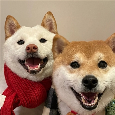 2023新款好看的头像卡通(精选30张)