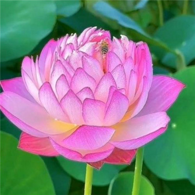 2023年最漂亮的图片头像(34张)