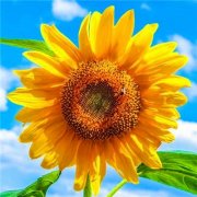 给人一种阳光的头像(精选24张)