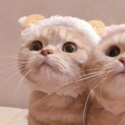 猫咪情头可爱高清头像(20张)