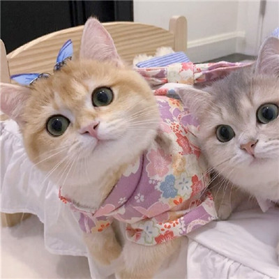 猫咪情头可爱高清头像(20张)