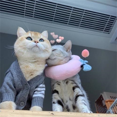 猫咪情头可爱高清头像(20张)