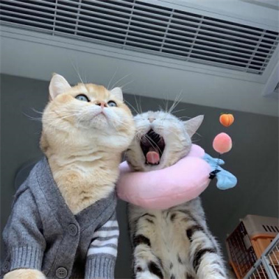 猫咪情头可爱高清头像(20张)