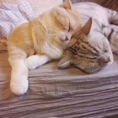 猫咪情头可爱高清头像(20张)