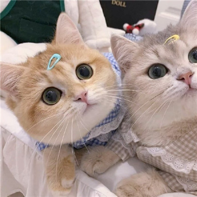 猫咪情头可爱高清头像(20张)