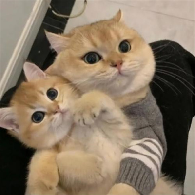 猫咪情头可爱高清头像(20张)