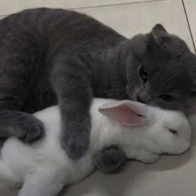 猫咪情头可爱高清头像(20张)