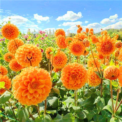 最健康吉利的微信头像(24张)