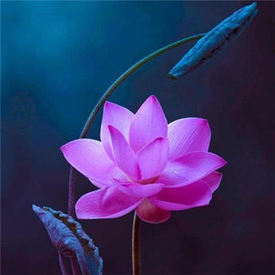 修道之人用的微信头像(精选34张)