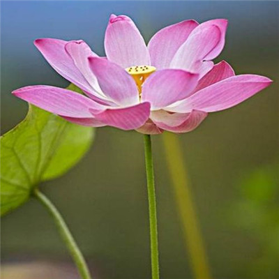 修道之人用的微信头像(精选34张)