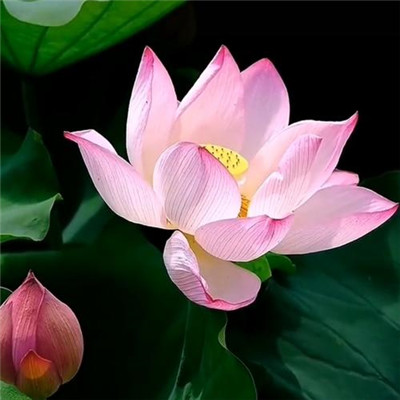 静心修心的微信头像(精选30张)