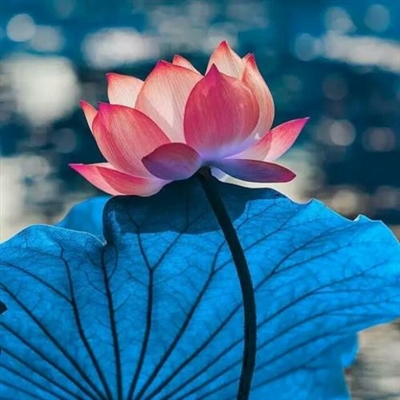 静心修心的微信头像(精选30张)