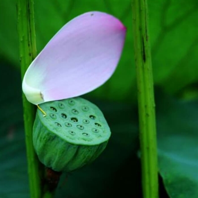 静心修心的微信头像(精选30张)