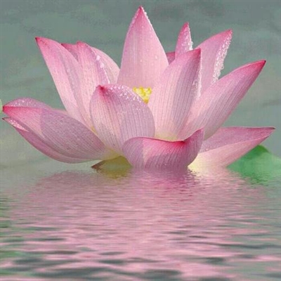 静心修心的微信头像(精选30张)