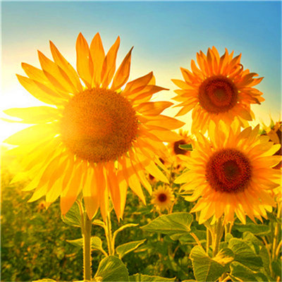 最近很火的社会头像(精选22张)