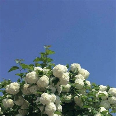 阳光干净的微信头像(22张)