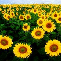 阳光干净的微信头像(22张)