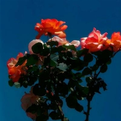 阳光干净的微信头像(22张)