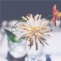 清新脱俗的风景头像(精选26张)