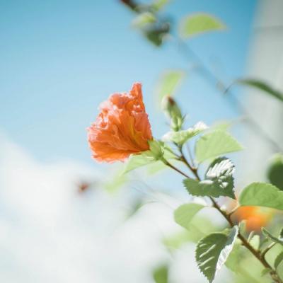 找一个风景头像(30张)