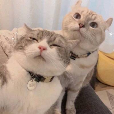 最近抖音很火的情侣头像(精选28张)