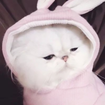 可爱猫咪情侣头像(精选18张)