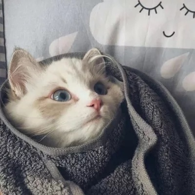 可爱猫咪情侣头像(精选18张)