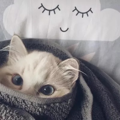 可爱猫咪情侣头像(精选18张)