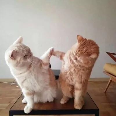 可爱猫咪情侣头像(精选18张)