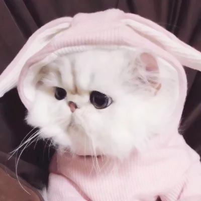 可爱猫咪情侣头像(精选18张)