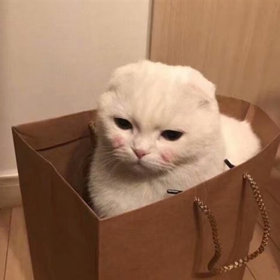 女头带宠物头像(24张)