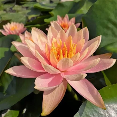 特别稀少超好看的头像(22张)