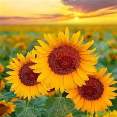 三十岁女人淡雅气质头像(精选26张)