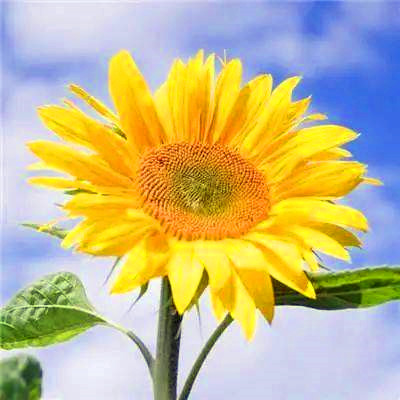 运气越来越好的微信头像(精选20张)