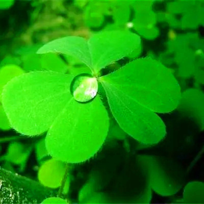 运气越来越好的微信头像(精选20张)