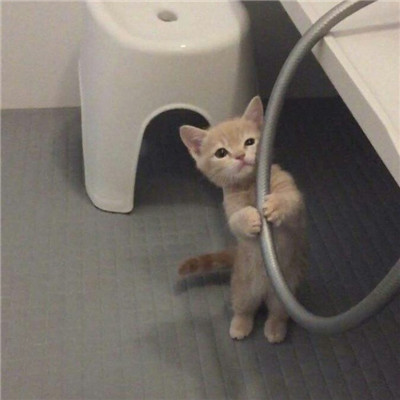 2023美丽漂亮的猫猫头像图片(优选18张)